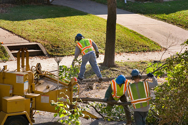 Best Storm Damage Tree Cleanup  in Huron, SD